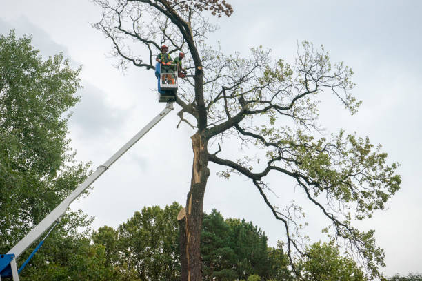 Leaf Removal in Celina, TX