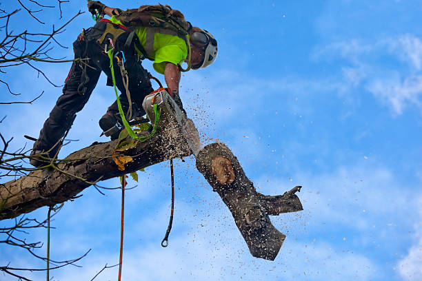 Celina, TX Tree Care Company